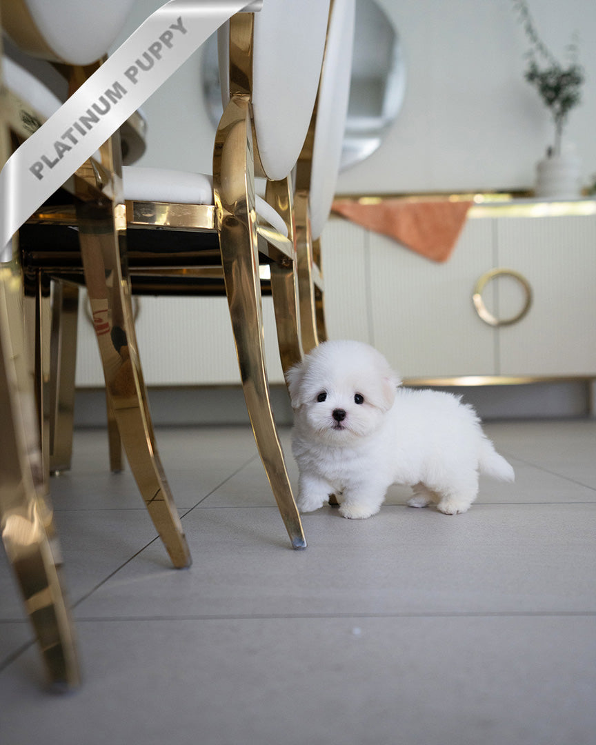 BIANCA- FEMALE - ROLLY TEACUP PUPPIES - TEACUP PUPPY FOR SALE