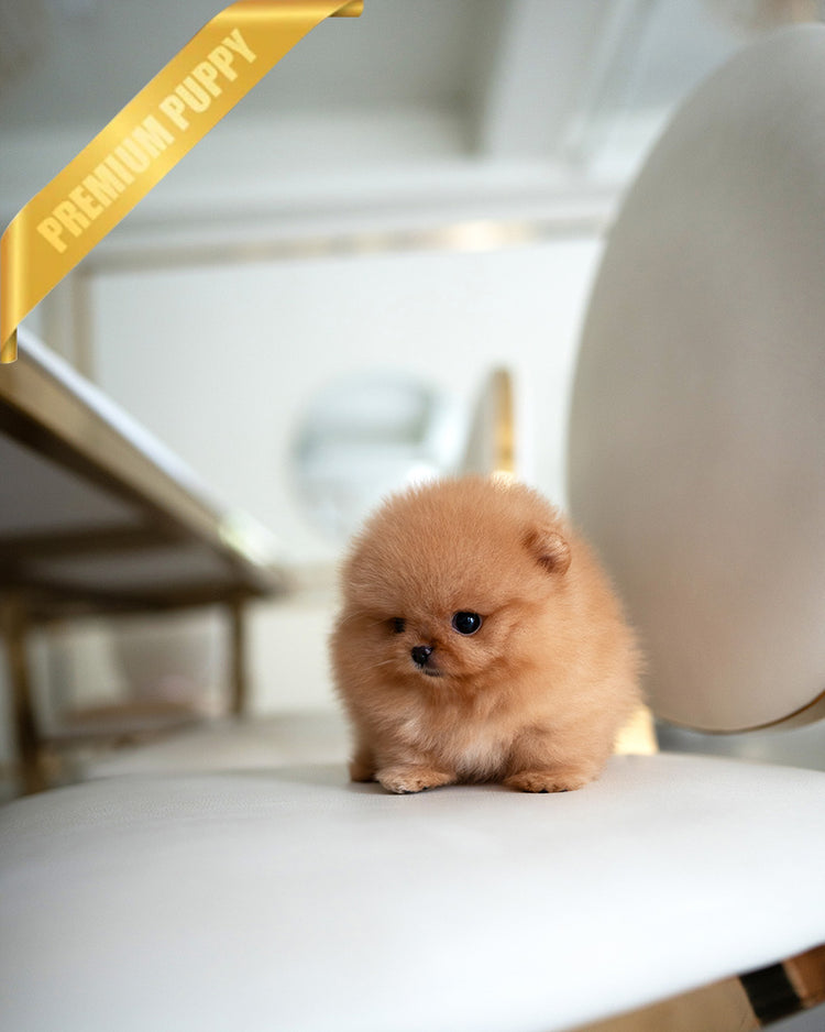 BUTTERS - MALE (RESERVED by ANONYMOUS) - ROLLY TEACUP PUPPIES - TEACUP PUPPY FOR SALE