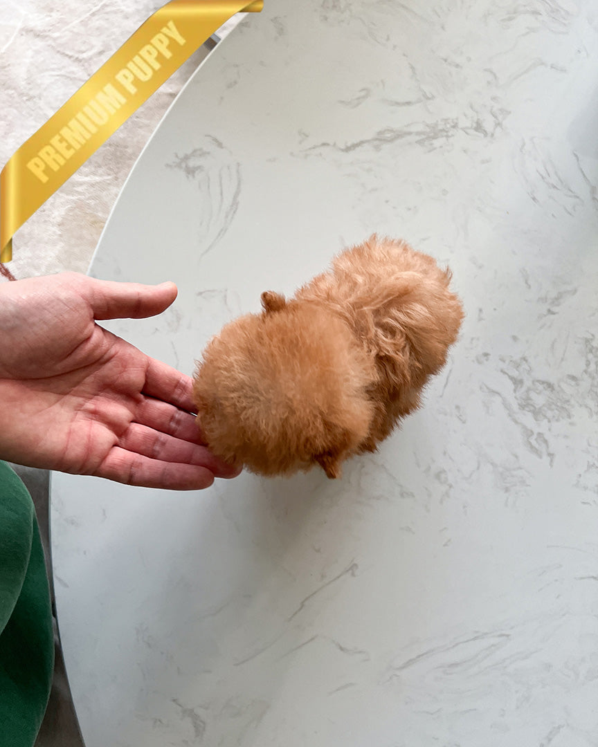 JESSICA - FEMALE (PURCHASED by KAVEH) - ROLLY TEACUP PUPPIES -