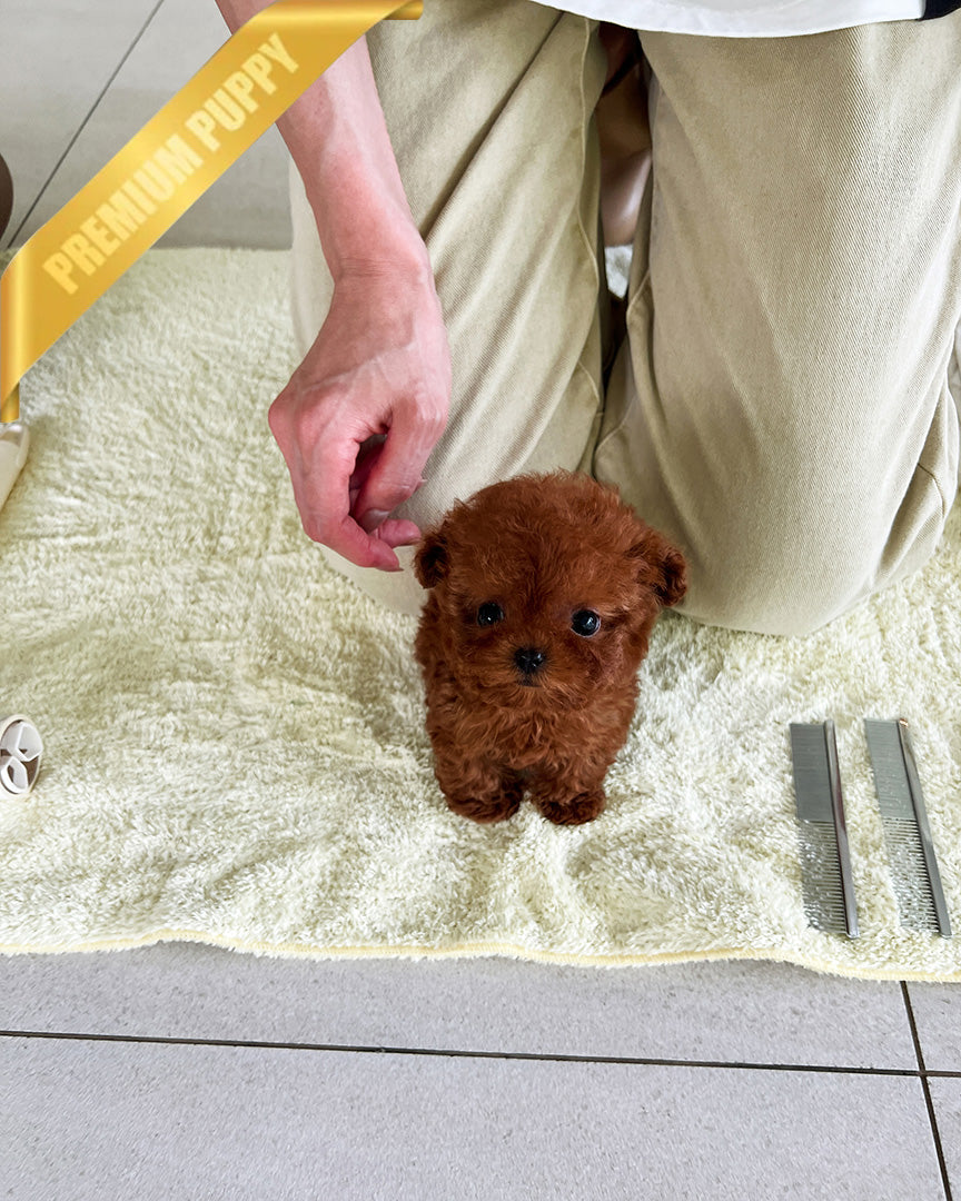 TORY - MALE (PURCHASED by ALICE) - ROLLY TEACUP PUPPIES - TEACUP PUPPY FOR SALE