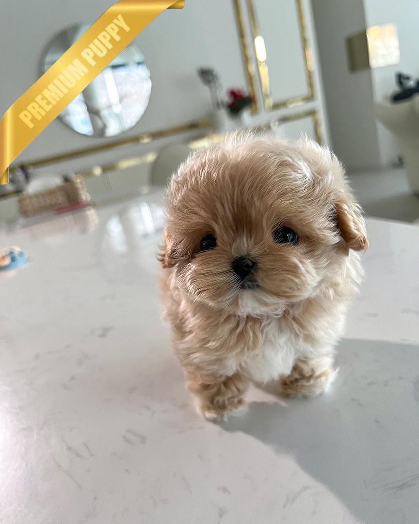 HAZEL - FEMALE (PURCHASED by SAMIRA) - ROLLY TEACUP PUPPIES -