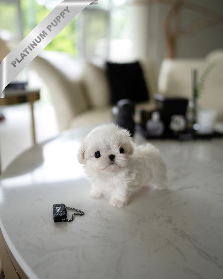 VALENTINA - FEMALE (PURCHASED by MARIANA) - ROLLY TEACUP PUPPIES - TEACUP PUPPY FOR SALE