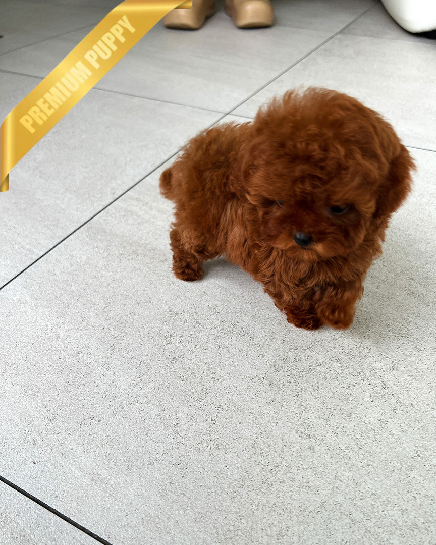 AMELIA - FEMALE (PURCHASED by MARIANA) - ROLLY TEACUP PUPPIES - TEACUP PUPPY FOR SALE