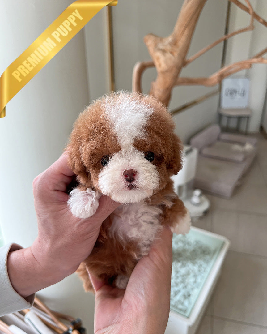 CHLOE - FEMALE (RESERVED by EVA) - ROLLY TEACUP PUPPIES - TEACUP PUPPY FOR SALE