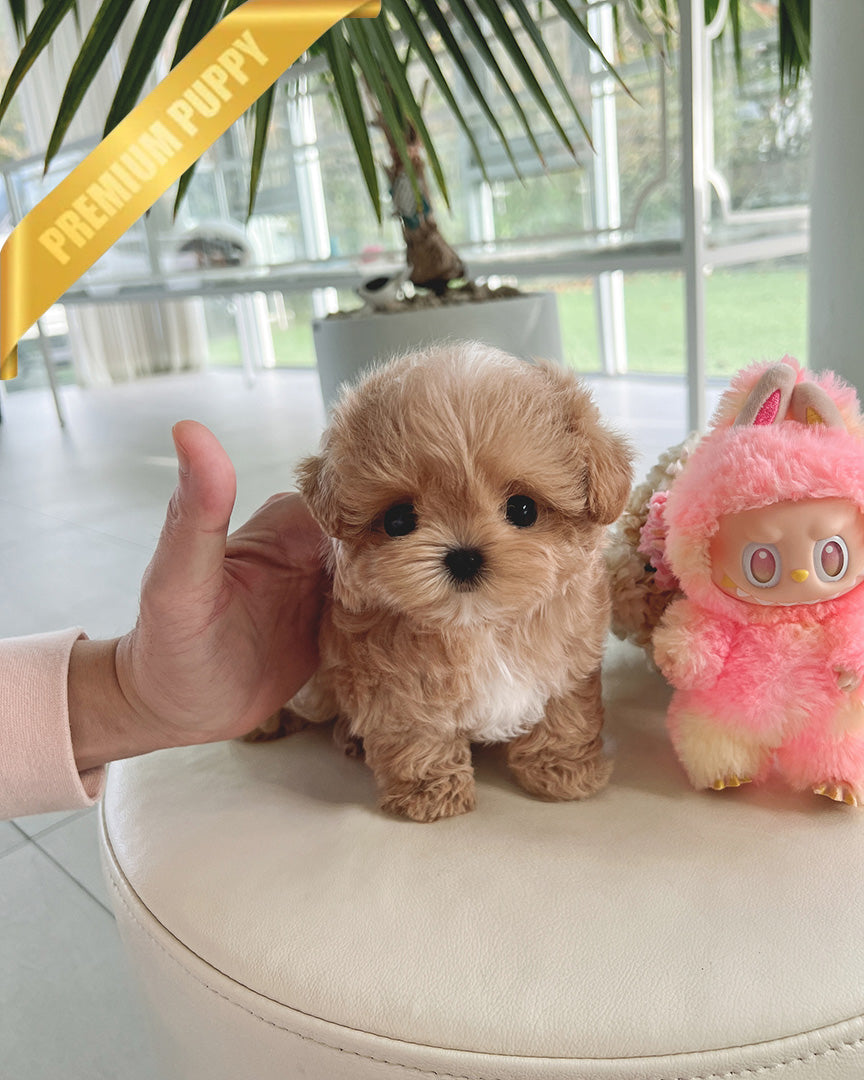 COCO - FEMALE (PURCHASED by RT)