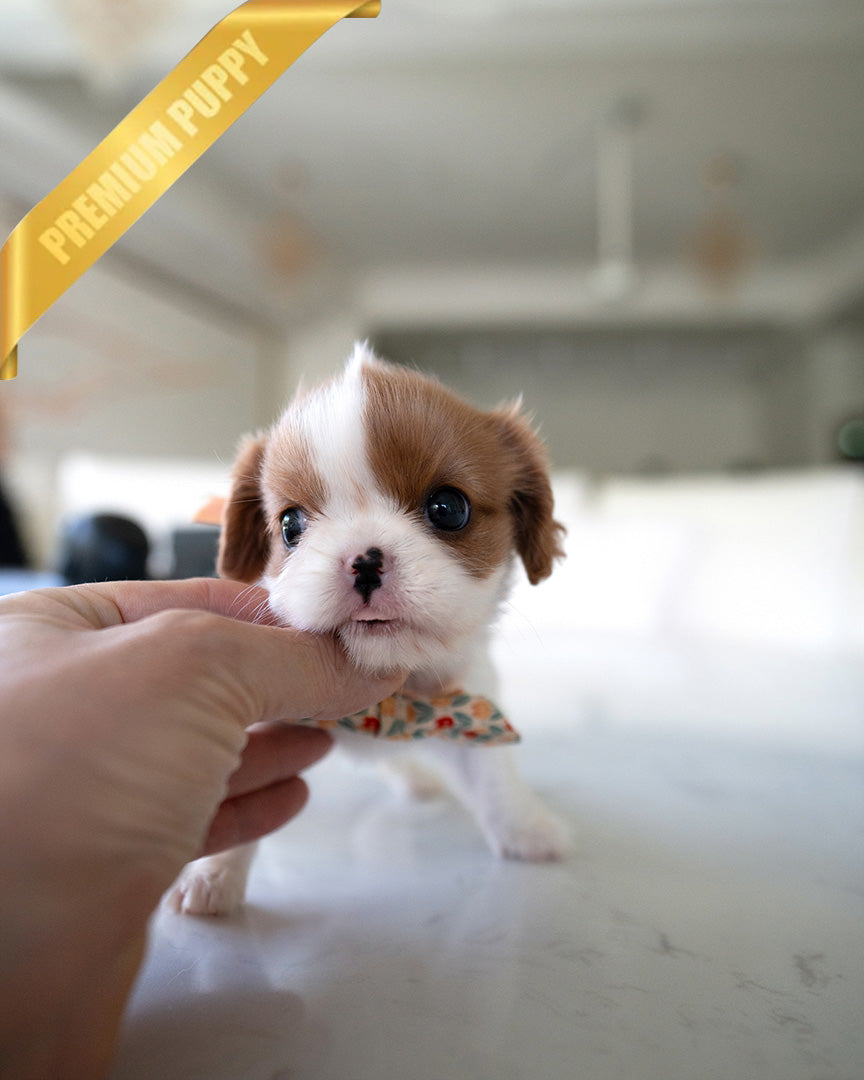 CHARLOTTE - FEMALE - ROLLY TEACUP PUPPIES - TEACUP PUPPY FOR SALE