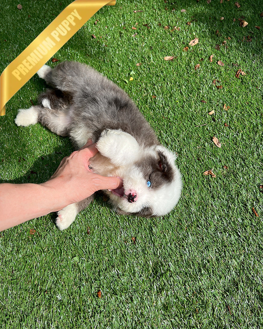 NOVA - FEMALE (PURCHASED by LIA) - ROLLY TEACUP PUPPIES - TEACUP PUPPY FOR SALE