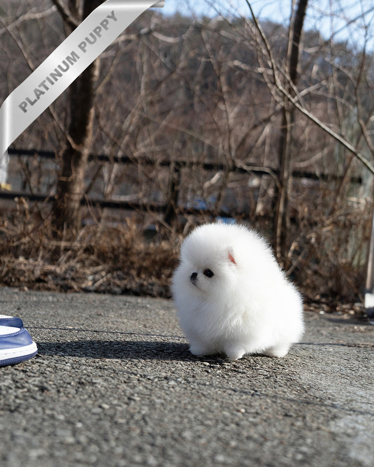GIOVANNI - MALE (PURCHASED by ASHLYN) - ROLLY TEACUP PUPPIES - TEACUP PUPPY FOR SALE