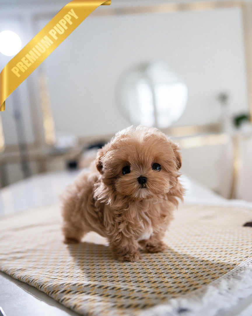 ESME - FEMALE (PURCHASED by LEE) - ROLLY TEACUP PUPPIES - TEACUP PUPPY FOR SALE