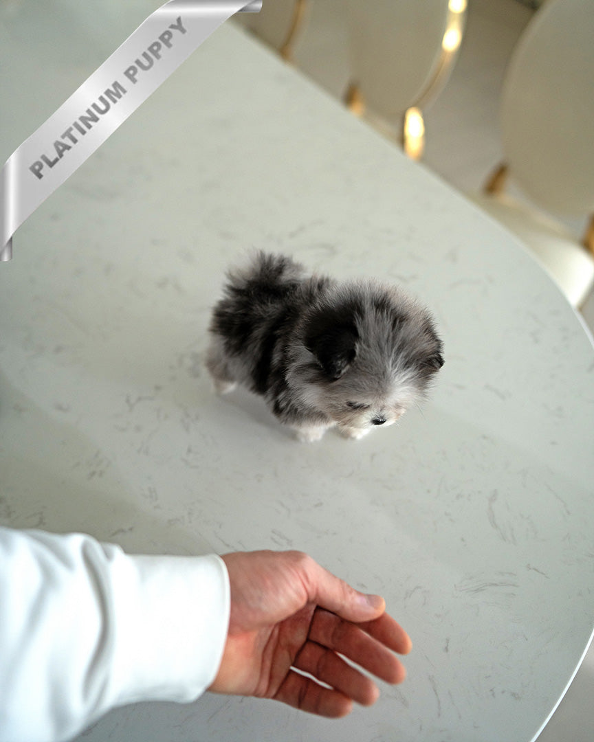 GISELLE - FEMALE (PURCHASED by KIM) - ROLLY TEACUP PUPPIES - TEACUP PUPPY FOR SALE