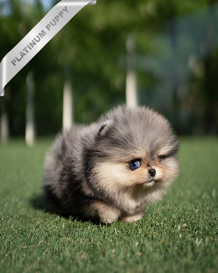 DIANA - FEMALE  (PURCHASED by TH) - ROLLY TEACUP PUPPIES - TEACUP PUPPY FOR SALE