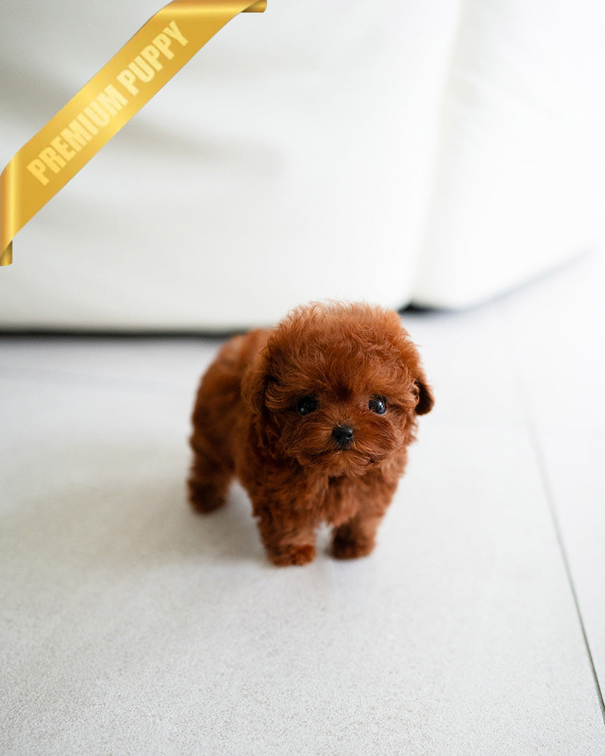 SIENNA - FEMALE (RESERVED by  ROBERT) - ROLLY TEACUP PUPPIES - TEACUP PUPPY FOR SALE