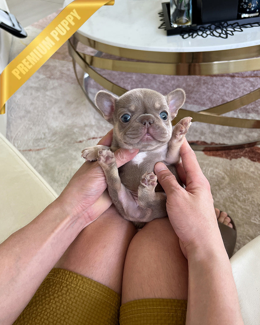MAUVE - FEMALE (PURCHASED by ALEXIE) - ROLLY TEACUP PUPPIES - TEACUP PUPPY FOR SALE