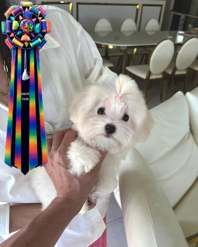 JADE - FEMALE (PURCHASED by MARIA) - ROLLYPUPS OFFICIAL