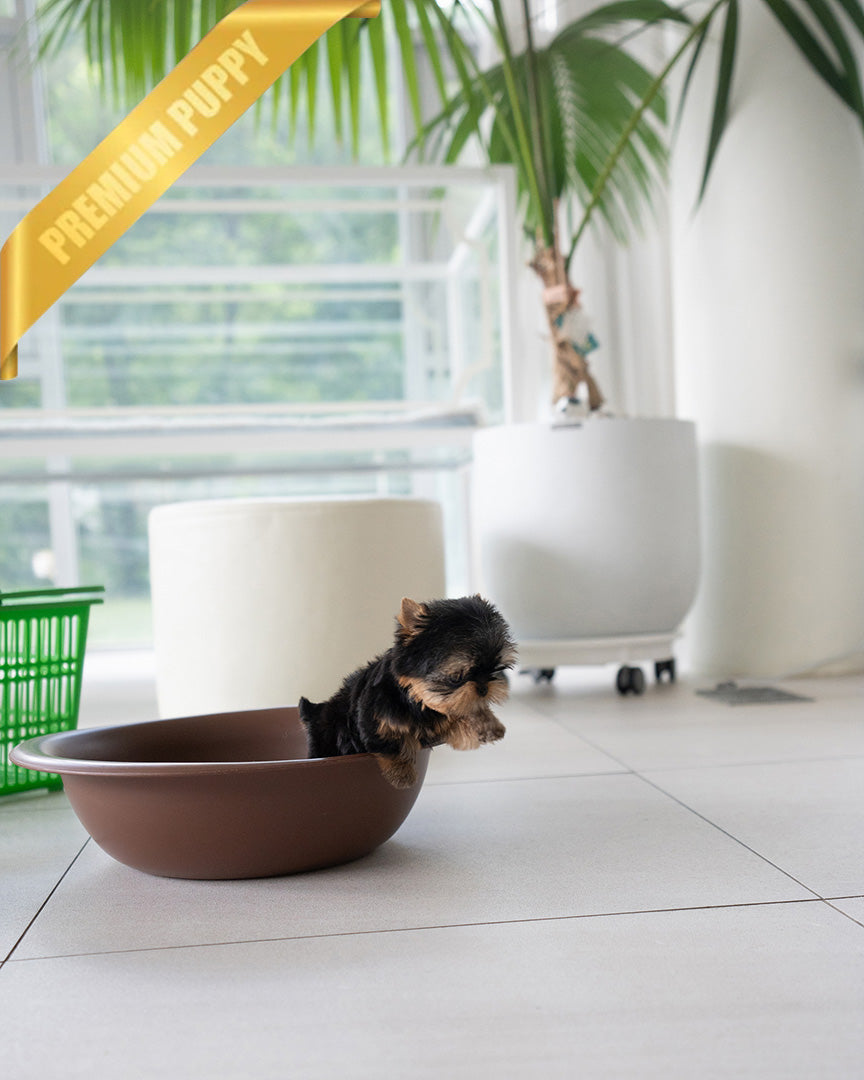 EMMA - FEMALE(PURCHASED by VINCENT) - ROLLY TEACUP PUPPIES - TEACUP PUPPY FOR SALE