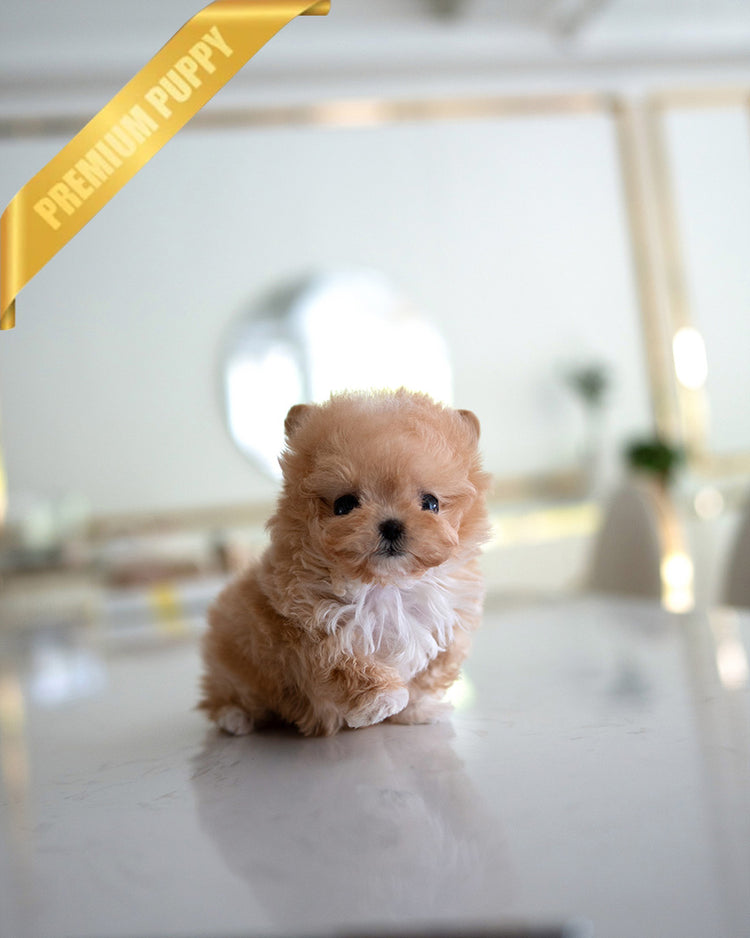 GIGI - FEMALE (PURCHASED by HANAN) - ROLLY TEACUP PUPPIES - TEACUP PUPPY FOR SALE