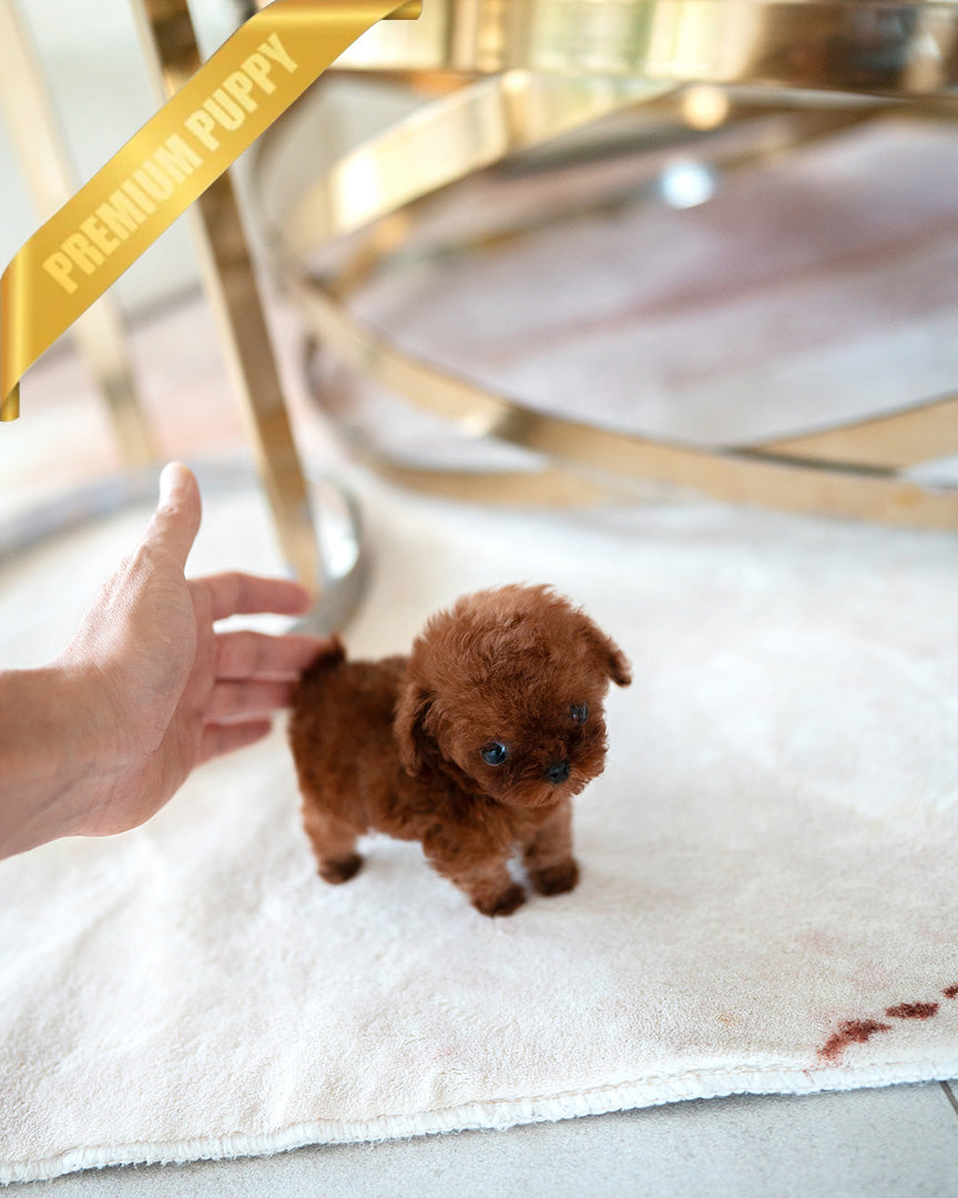 Cinnamon micro poodle fashion female price