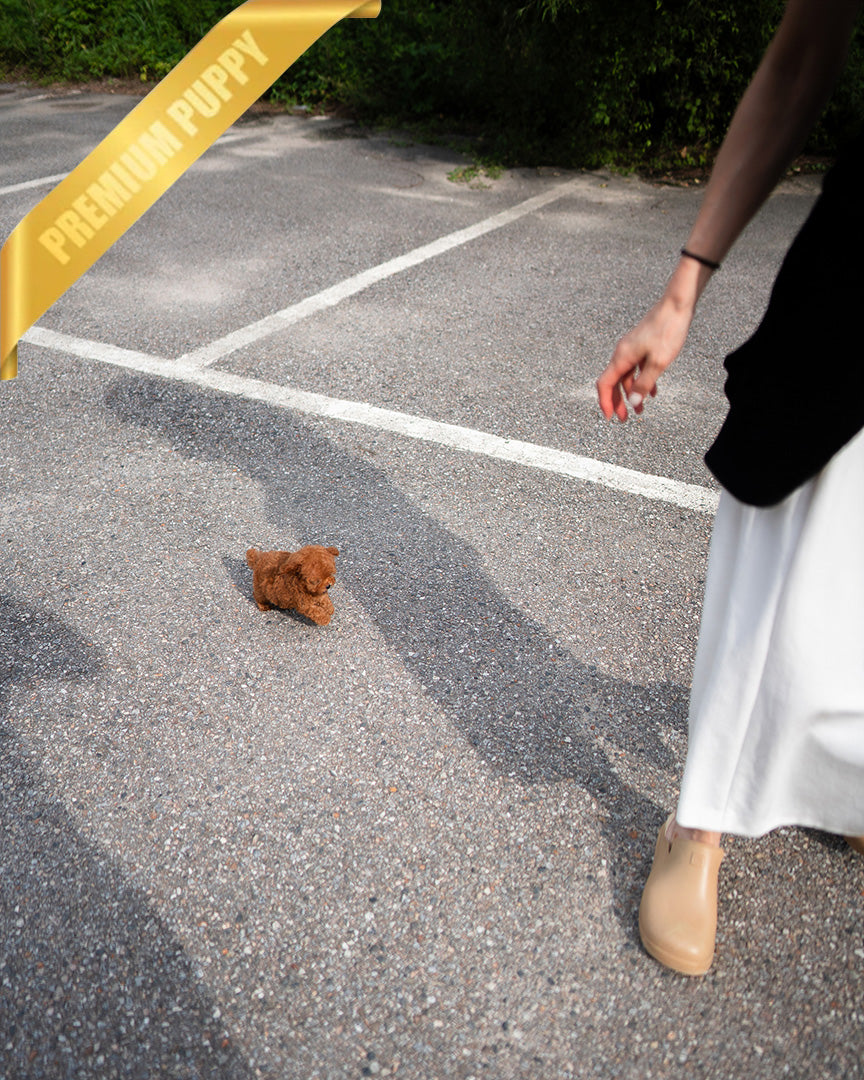 MILO - MALE (PURCHASED by LILIANA) - ROLLY TEACUP PUPPIES - TEACUP PUPPY FOR SALE