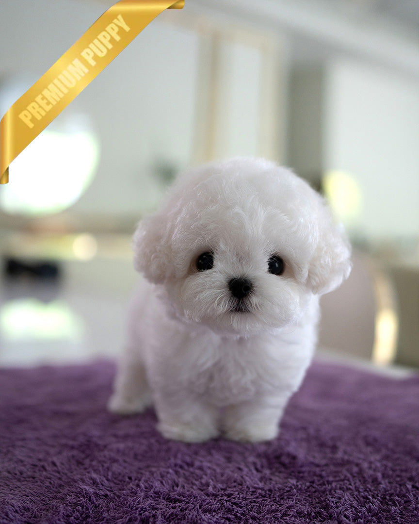 THEO - MALE (PURCHASED by JEFF) - ROLLY TEACUP PUPPIES - TEACUP PUPPY FOR SALE