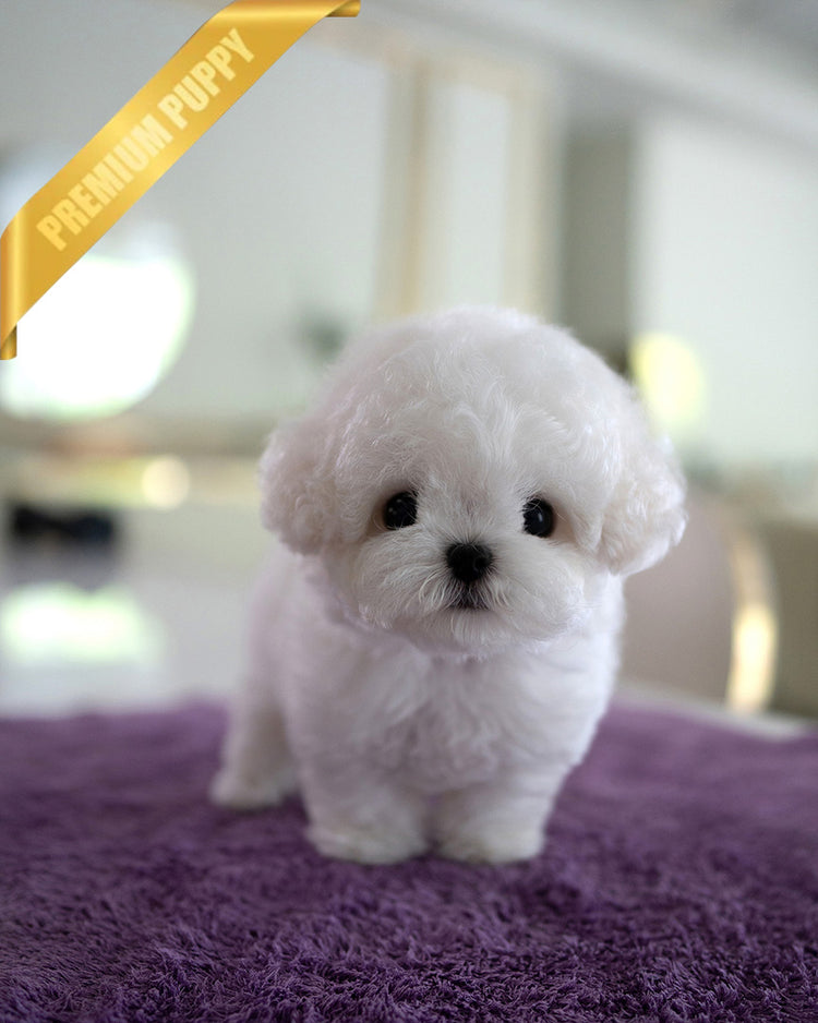 THEO - MALE (PURCHASED by JEFF) - ROLLY TEACUP PUPPIES - TEACUP PUPPY FOR SALE