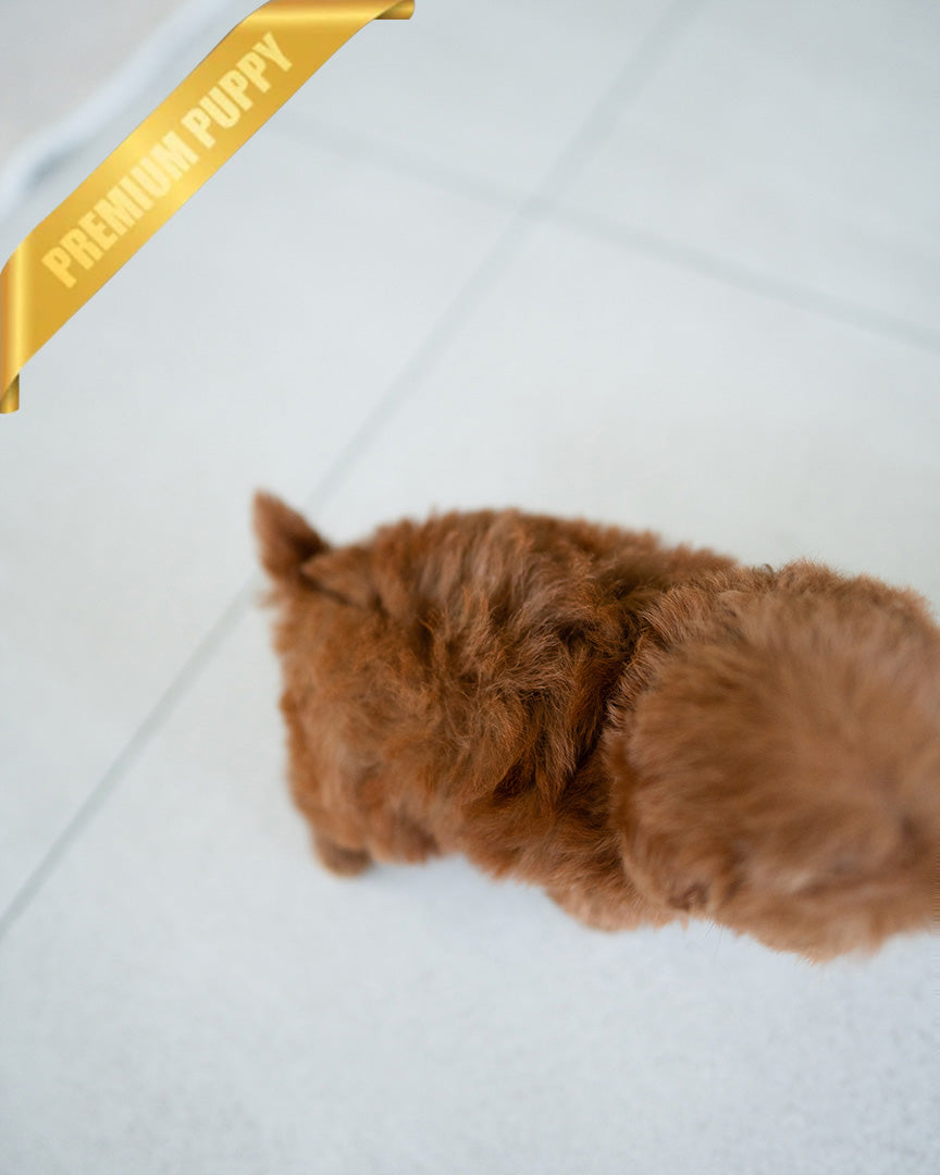 LUCY - FEMALE (PURCHASED by DEIDRE) - ROLLY TEACUP PUPPIES - TEACUP PUPPY FOR SALE