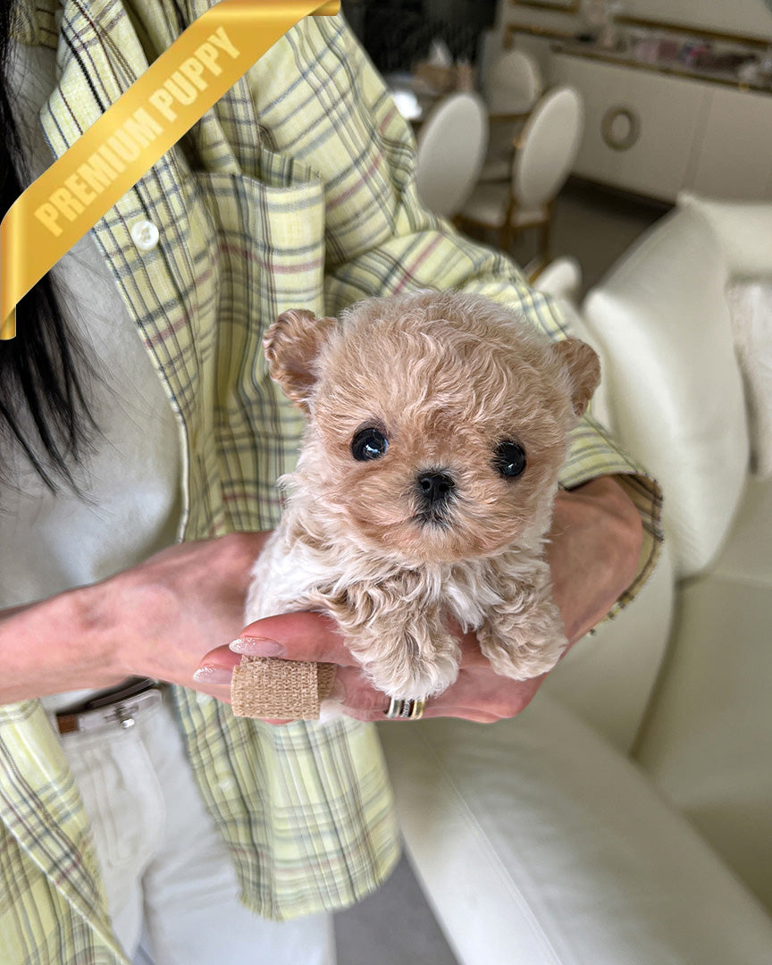 EWAN - MALE (RESERVED by SHALMOR) - ROLLY TEACUP PUPPIES - TEACUP PUPPY FOR SALE