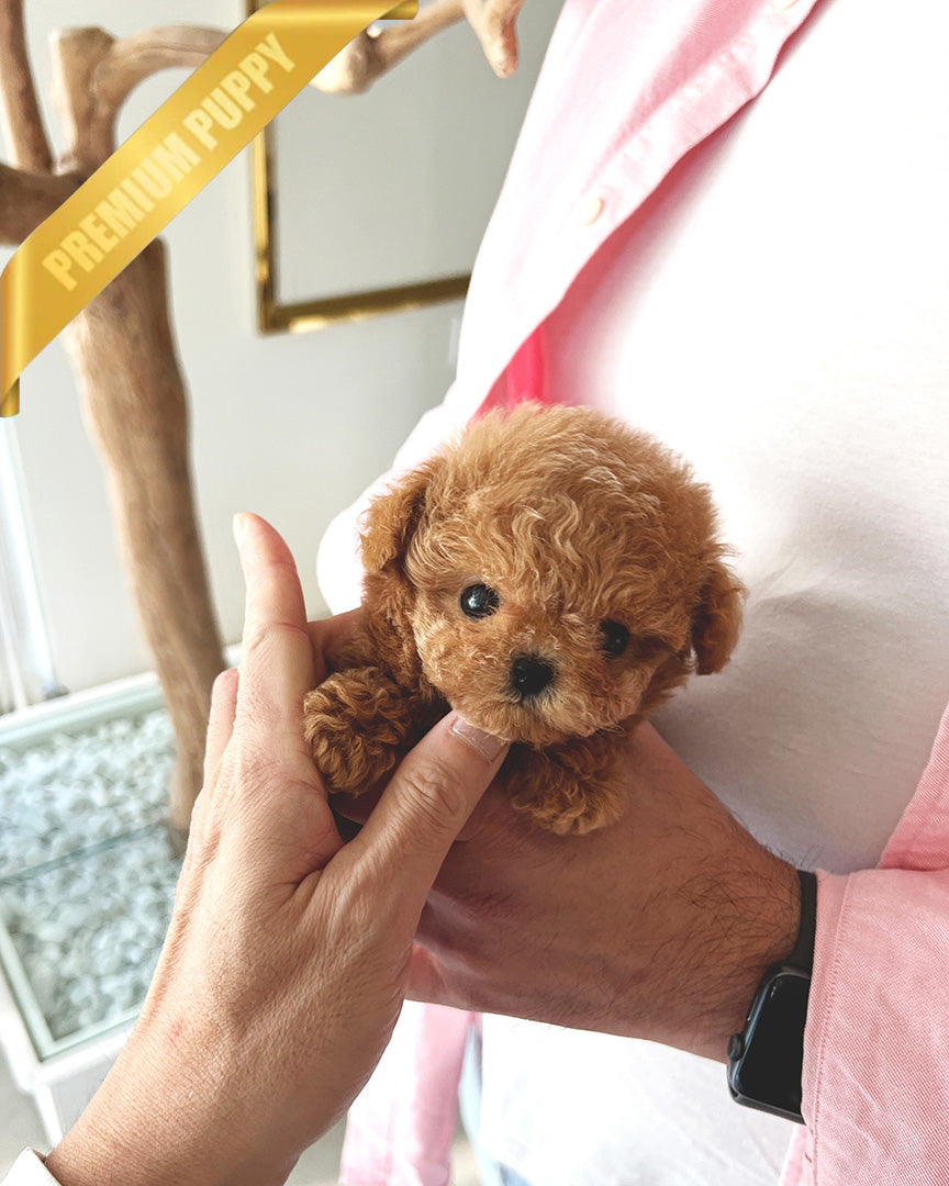 HENRI - MALE (PURCHASED by CHLOE) - ROLLYPUPS OFFICIAL