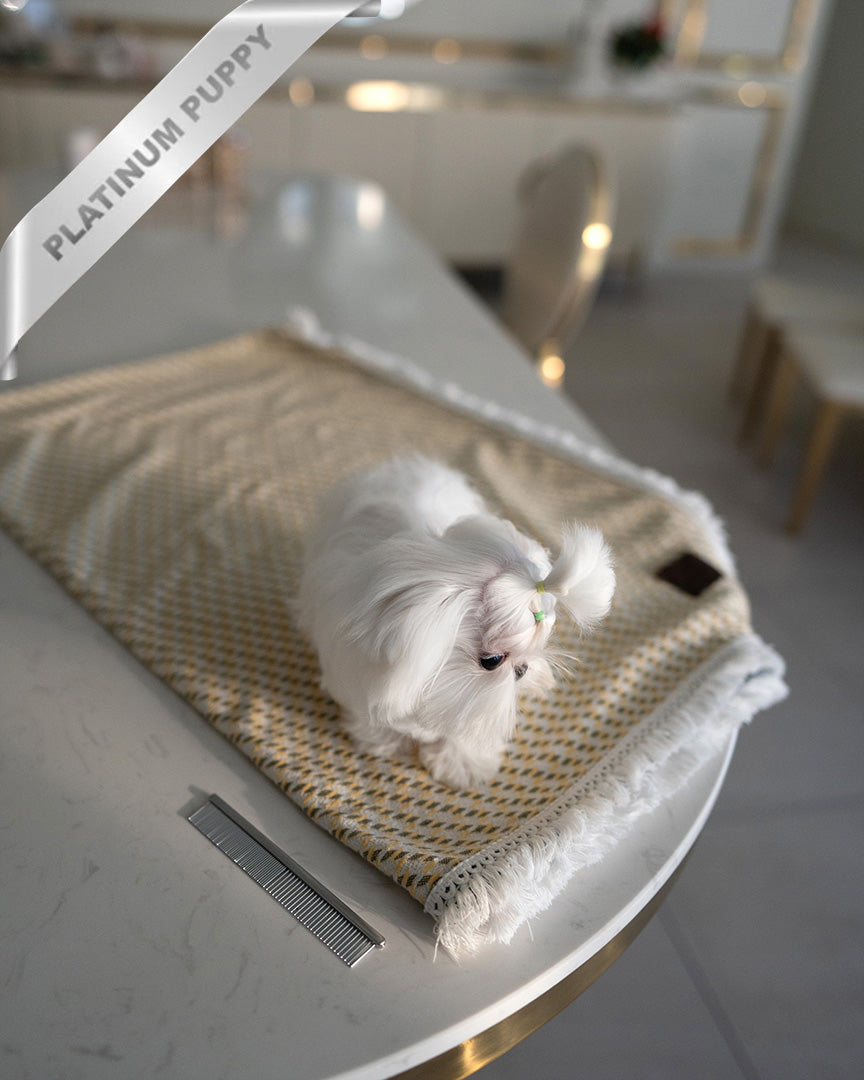 BENTLEY - MALE (PURCHASED by LILLIAN) - ROLLY TEACUP PUPPIES - TEACUP PUPPY FOR SALE