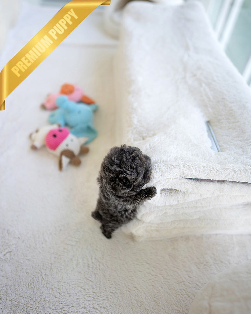 AZURE - FEMALE (PURCHASED by SARAH) - ROLLY TEACUP PUPPIES - TEACUP PUPPY FOR SALE