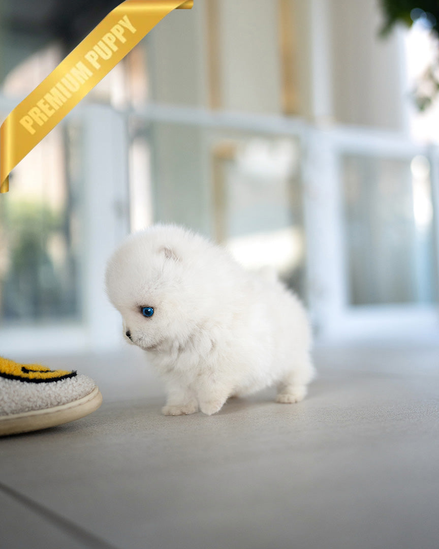 REX - MALE (PURCHASED by KIMBERLY) - ROLLY TEACUP PUPPIES - TEACUP PUPPY FOR SALE