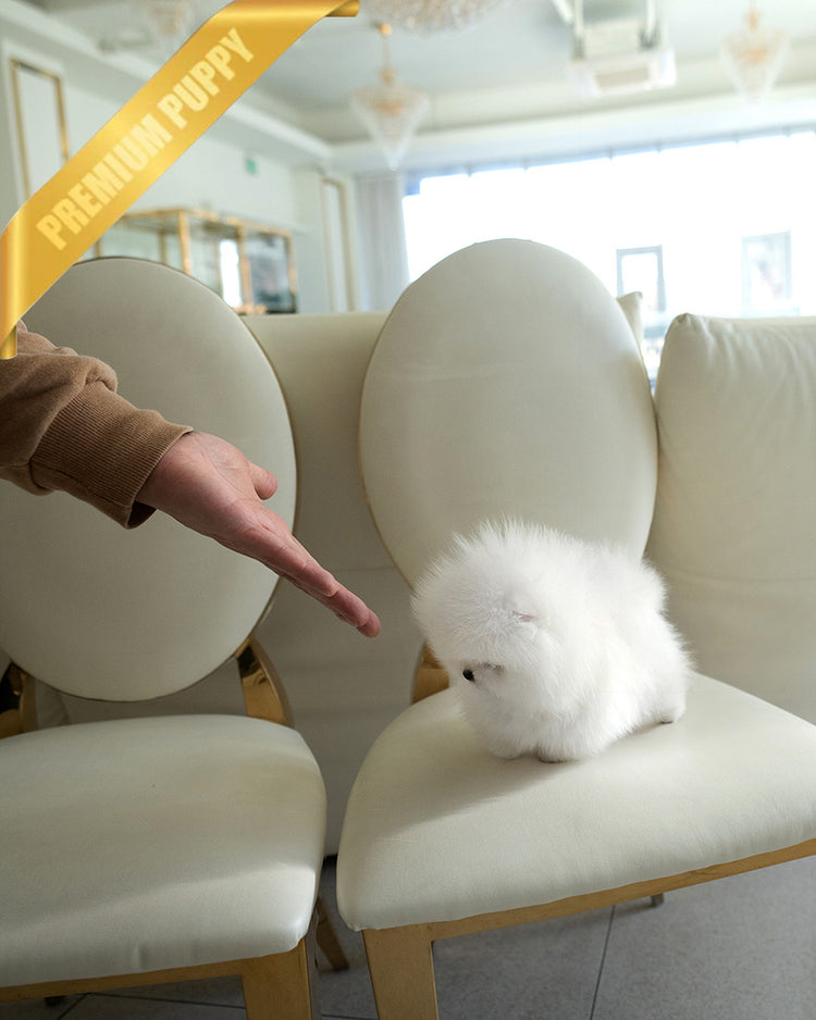 GLACIER - MALE (PURCHASED by MARIANO) - ROLLY TEACUP PUPPIES - TEACUP PUPPY FOR SALE