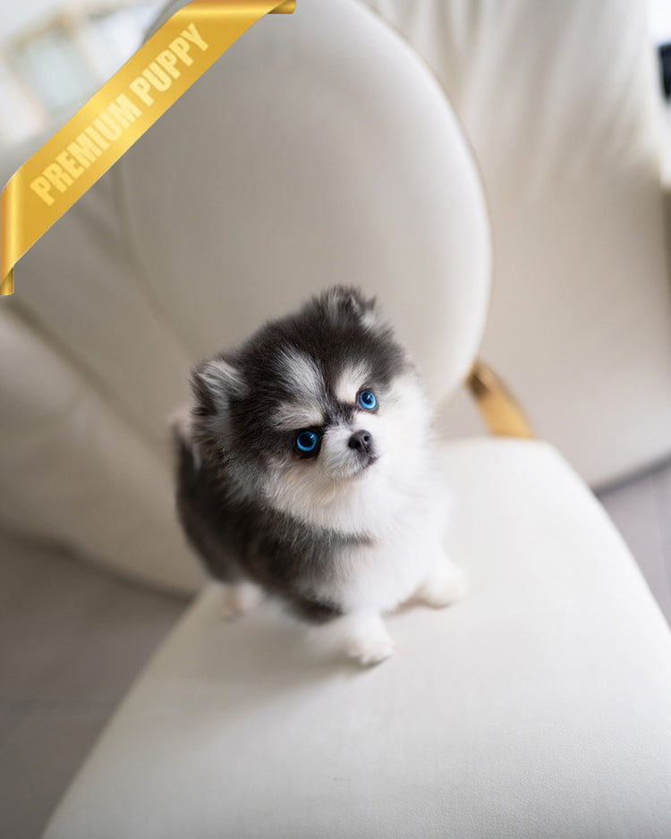 OSCAR - MALE (PURCHASED by ROLLY) - ROLLY TEACUP PUPPIES - TEACUP PUPPY FOR SALE