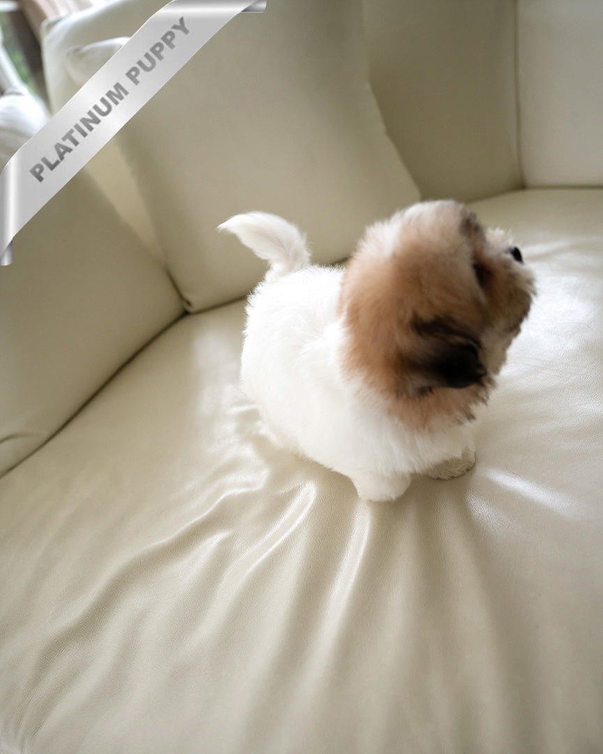 TAFFY - FEMALE (PURCHASED by DEDDY) - ROLLY TEACUP PUPPIES - TEACUP PUPPY FOR SALE