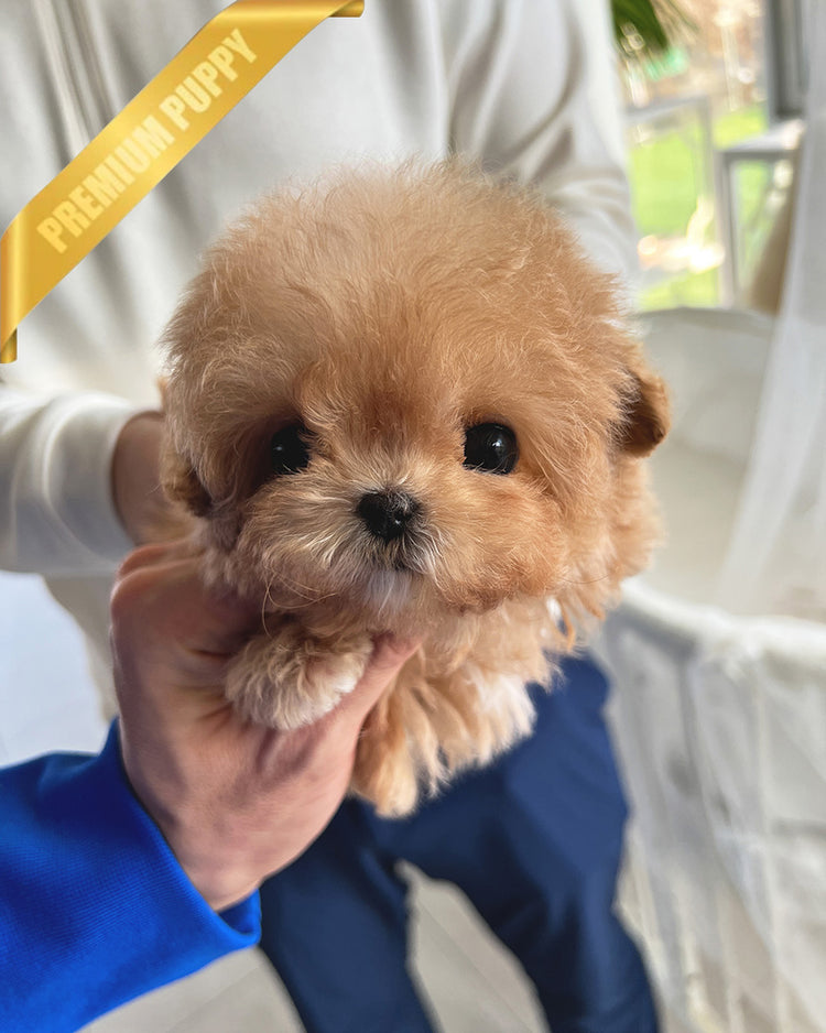 LYRA - FEMALE (PURCHASED by LULU) - ROLLY TEACUP PUPPIES - TEACUP PUPPY FOR SALE