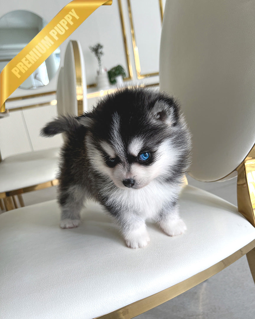 ROXY - FEMALE (PURCHASED by SUSANA) - ROLLY TEACUP PUPPIES - TEACUP PUPPY FOR SALE