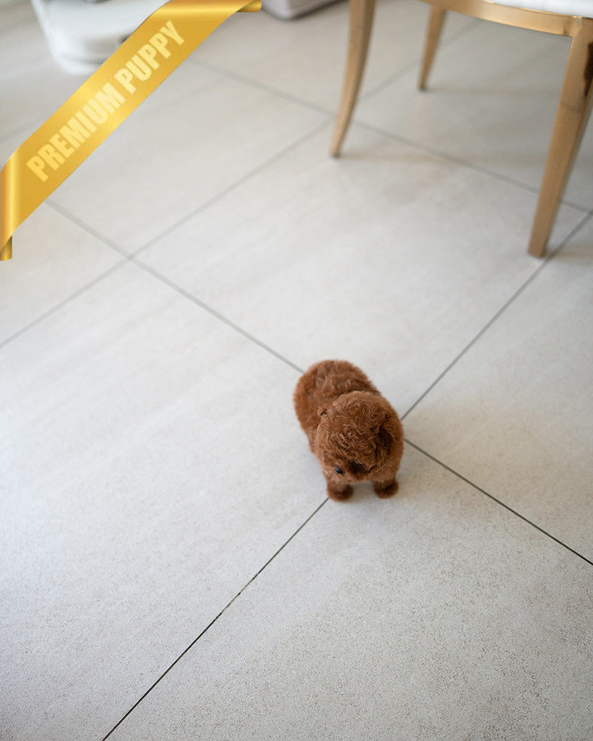 AGATHA - FEMALE (PURCHASED by DILL) - ROLLYPUPS OFFICIAL