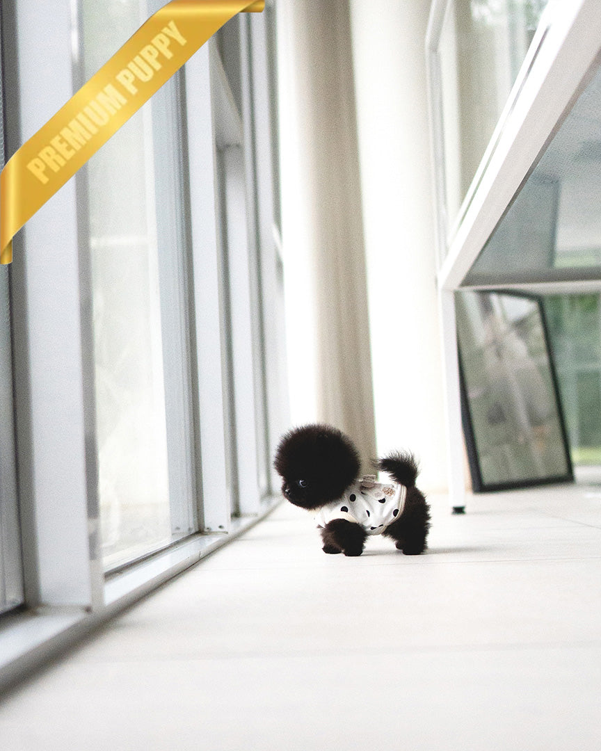 NOIR - MALE - ROLLY TEACUP PUPPIES - TEACUP PUPPY FOR SALE