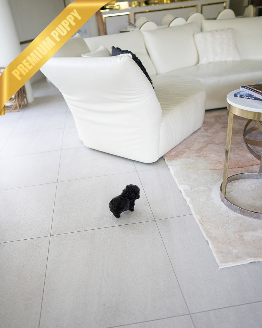 BAILEY - MALE (PURCHASED by FRED) - ROLLYPUPS OFFICIAL