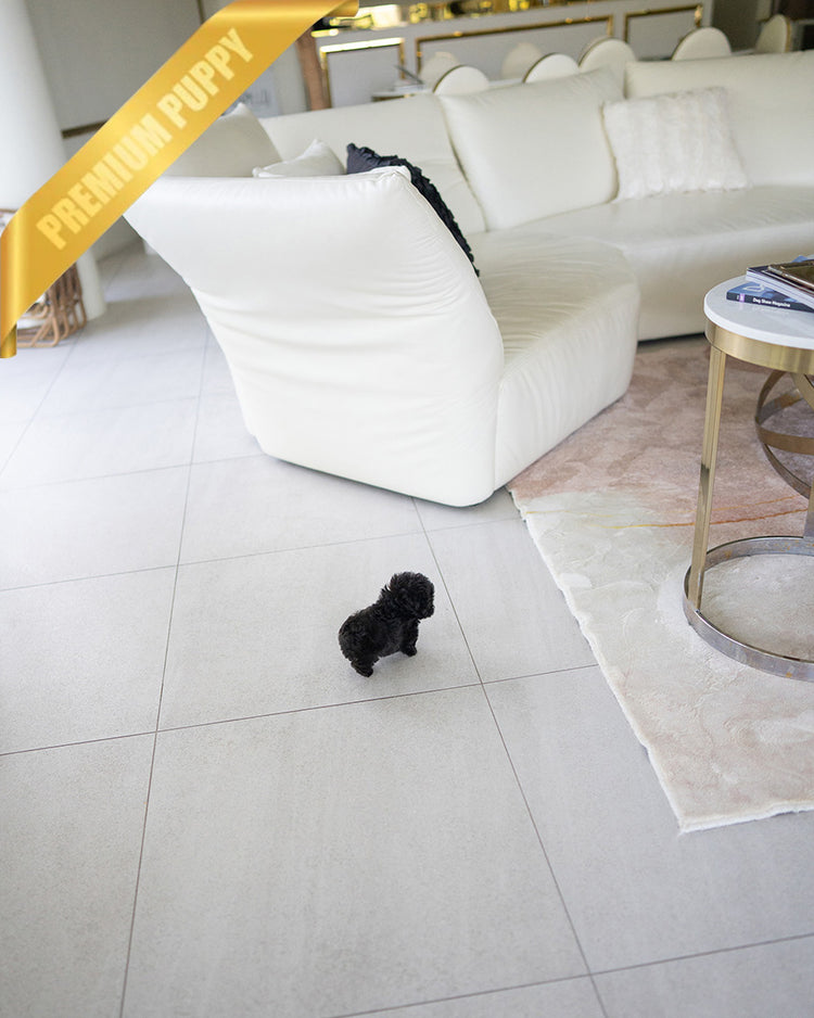 BAILEY - MALE (PURCHASED by FRED) - ROLLYPUPS OFFICIAL