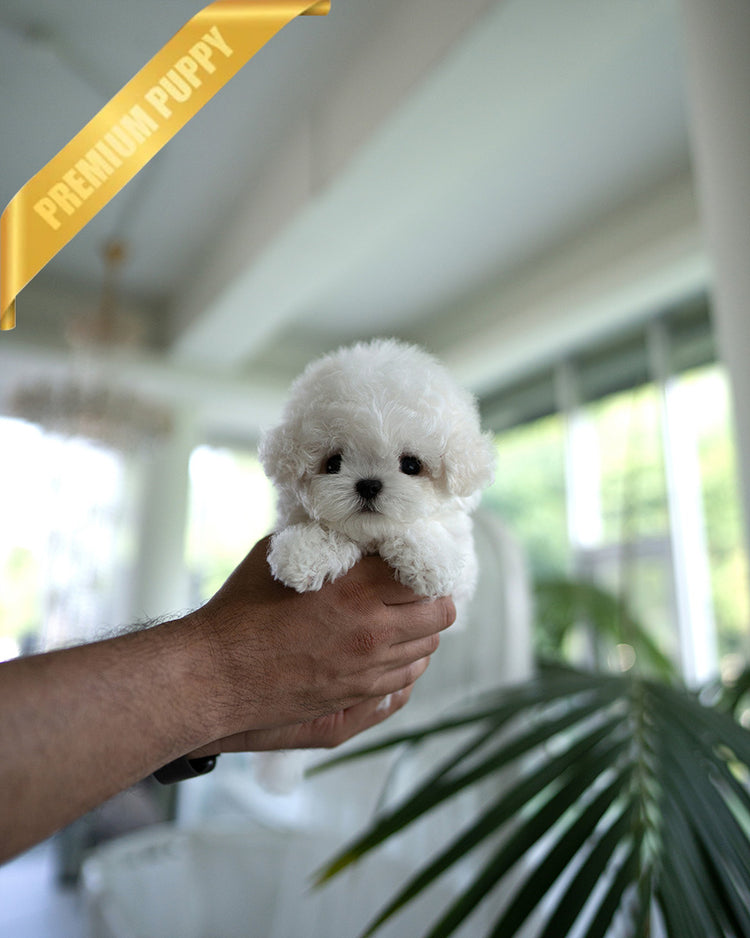 THEO - MALE (PURCHASED by JEFF) - ROLLY TEACUP PUPPIES - TEACUP PUPPY FOR SALE