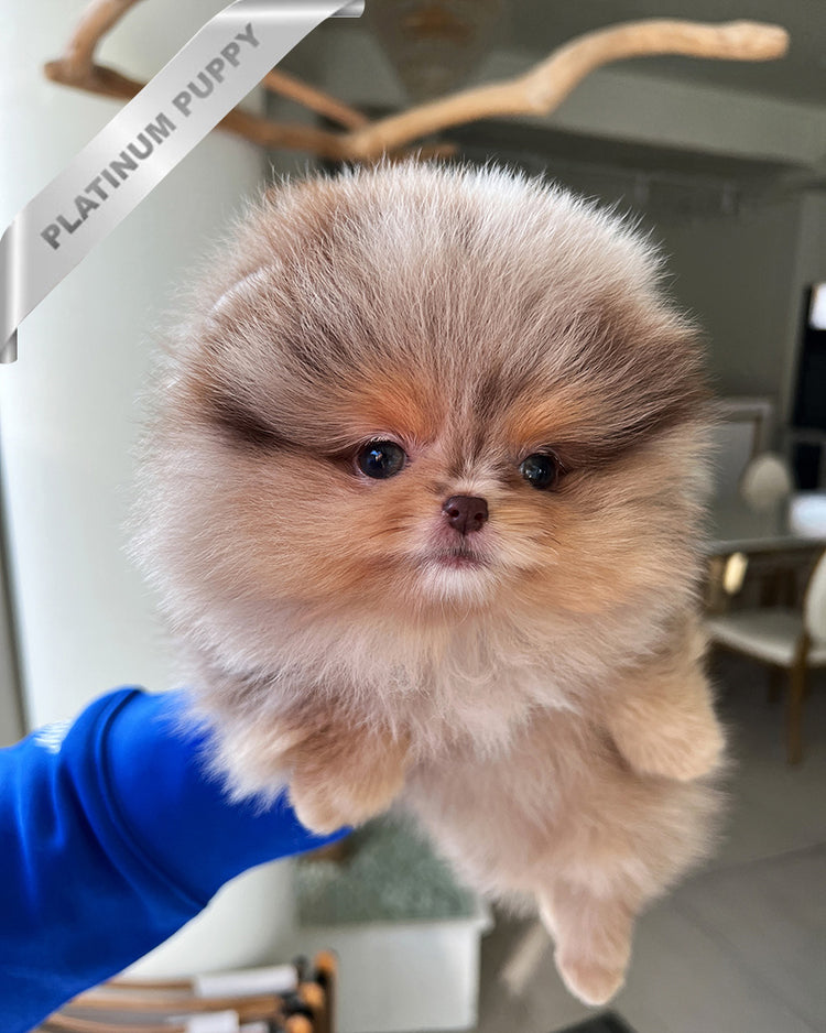 DIANA - FEMALE (PURCHASED by FERNANDO) - ROLLY TEACUP PUPPIES - TEACUP PUPPY FOR SALE