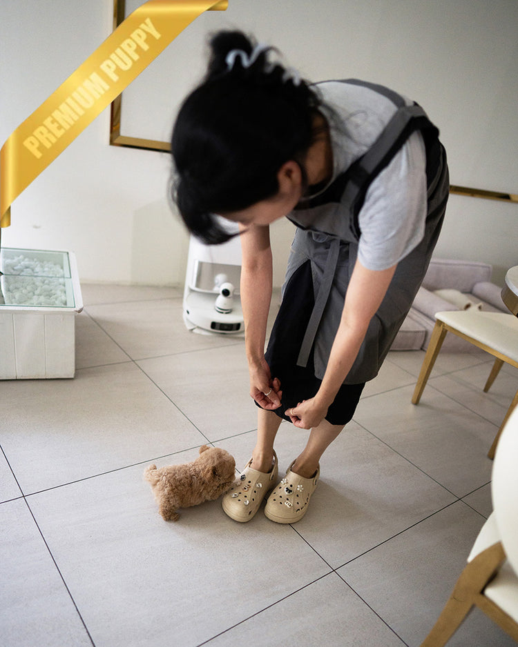 LALA - FEMALE (PURCHASED by LEE) - ROLLY TEACUP PUPPIES - TEACUP PUPPY FOR SALE