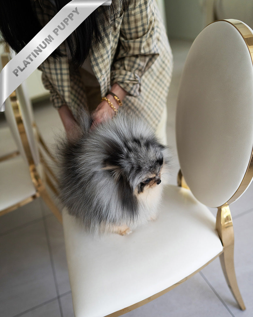 MARBLE - MALE (PURCHASED by JUNG) - ROLLY TEACUP PUPPIES - TEACUP PUPPY FOR SALE