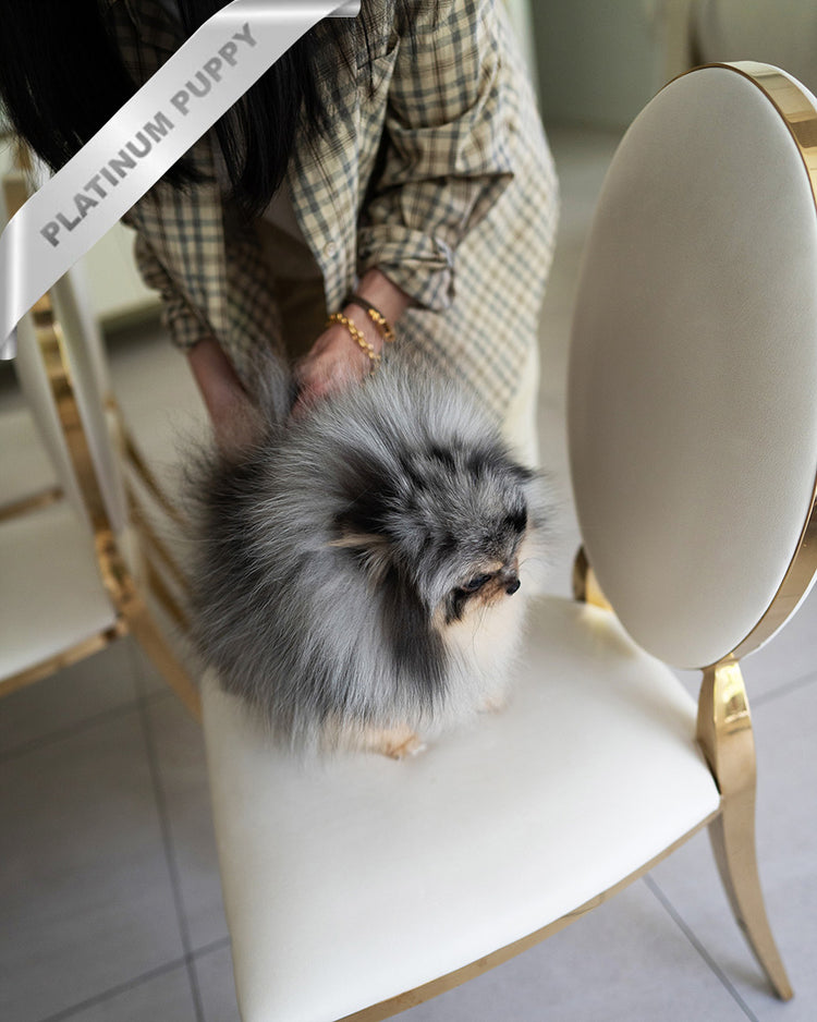 MARBLE - MALE (PURCHASED by JUNG) - ROLLY TEACUP PUPPIES - TEACUP PUPPY FOR SALE