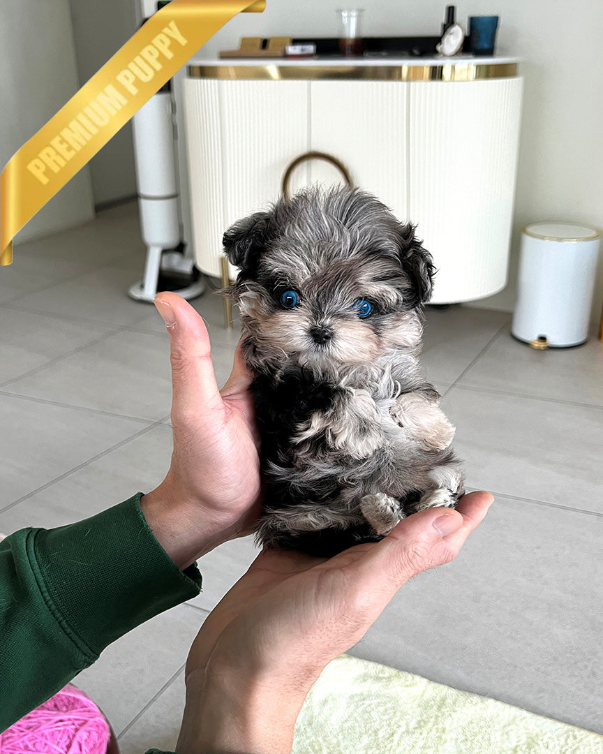 BREANA - FEMALE (RESERVED by ITALIA) - ROLLYPUPS OFFICIAL