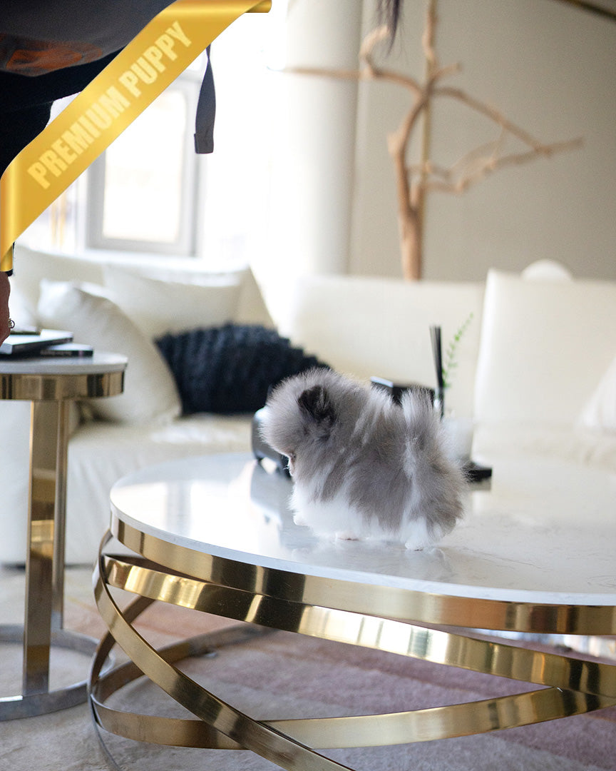 ASPEN - MALE (PURCHASED by YELLI) - ROLLY TEACUP PUPPIES - TEACUP PUPPY FOR SALE