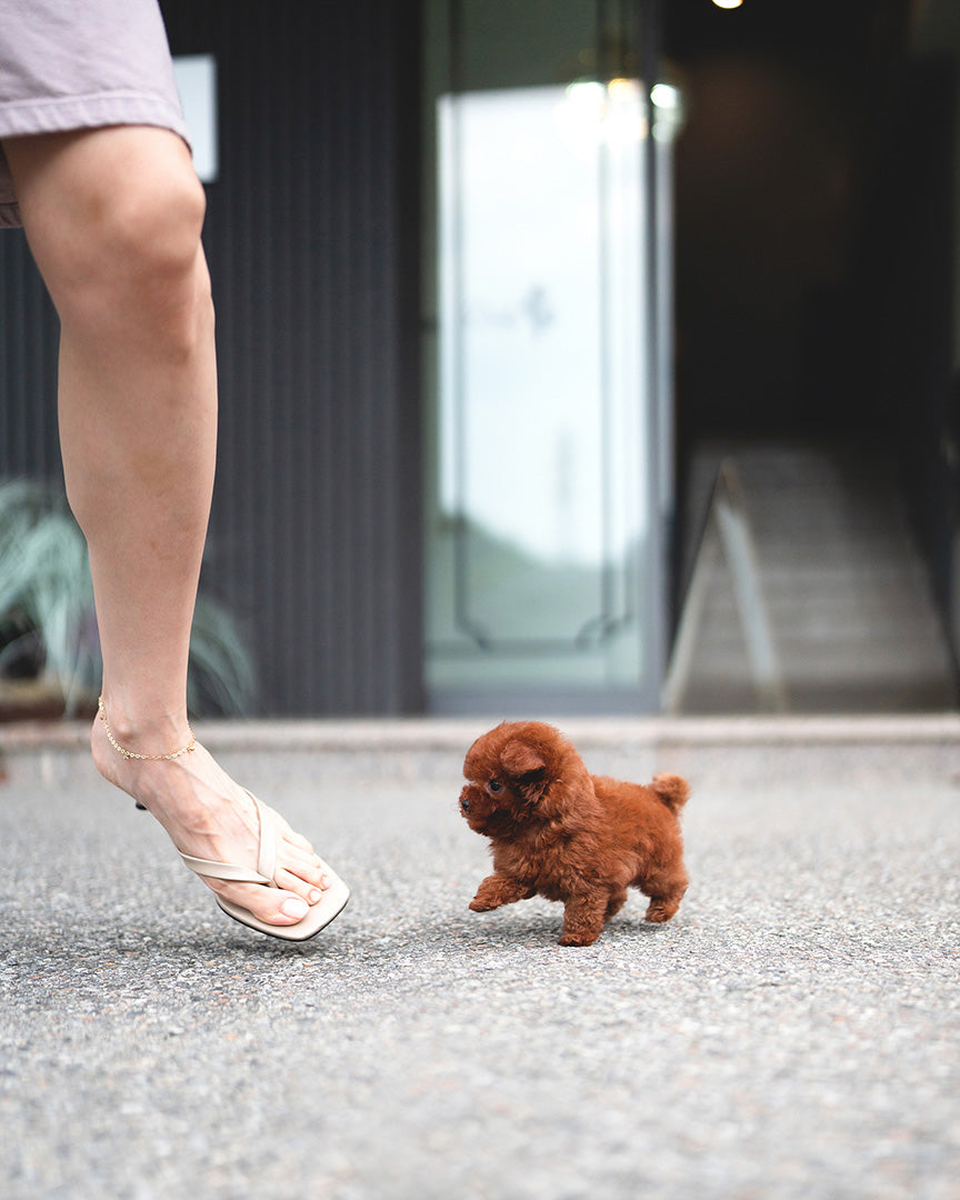 SIMON - MALE (RESERVED by ELISA) - ROLLYPUPS OFFICIAL