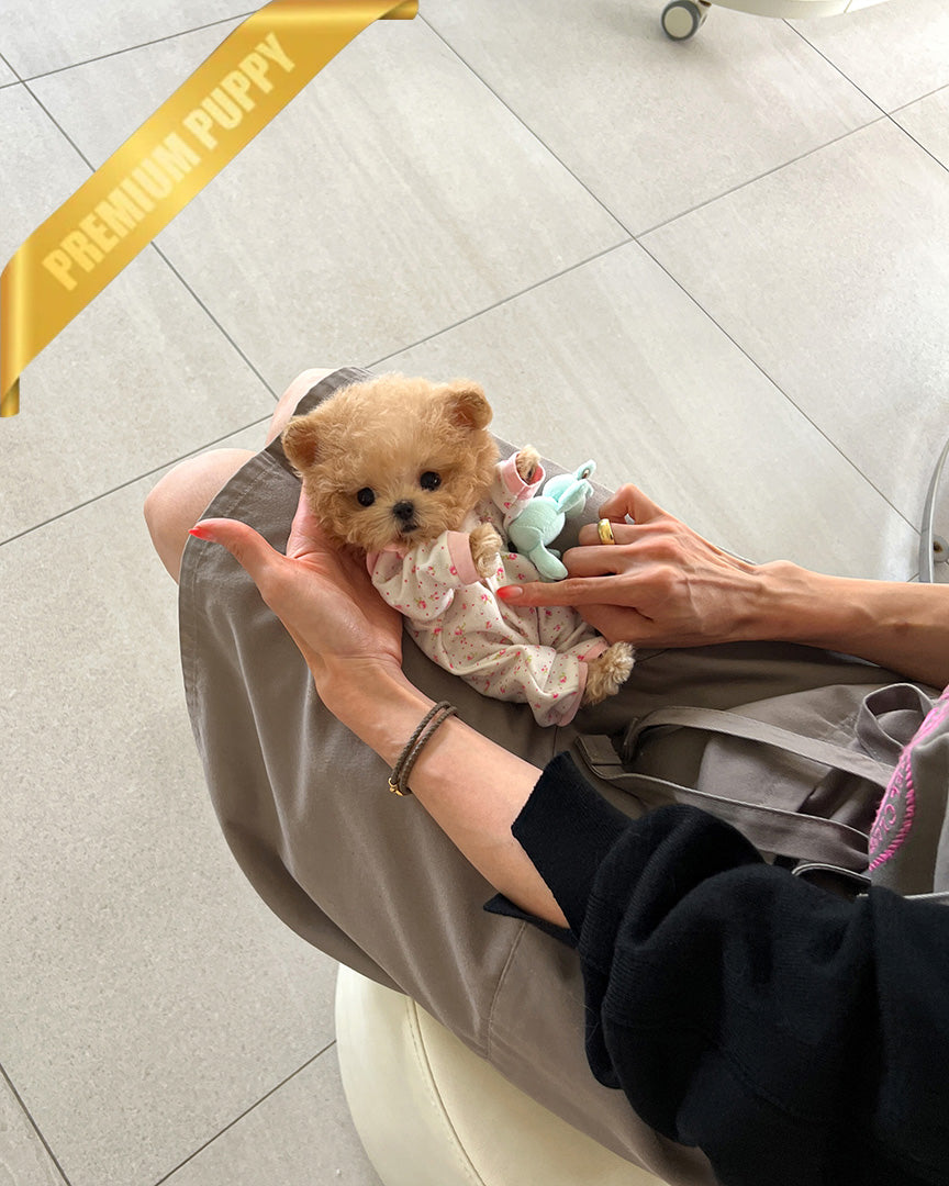 GINGER - MALE (RESERVED by DEANA)