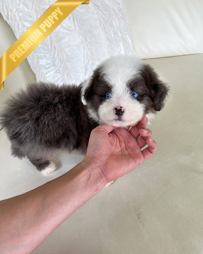 NOVA - FEMALE (PURCHASED by LIA) - ROLLY TEACUP PUPPIES - TEACUP PUPPY FOR SALE