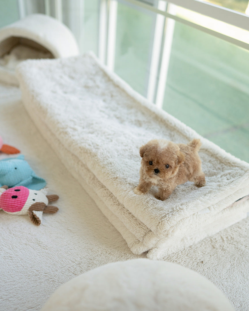 TOBY - MALE - ROLLY TEACUP PUPPIES - TEACUP PUPPY FOR SALE